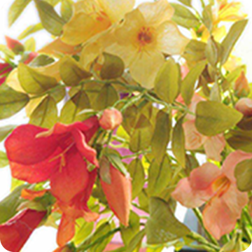 ノウゼンカズラ画像